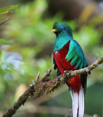 Quetzal