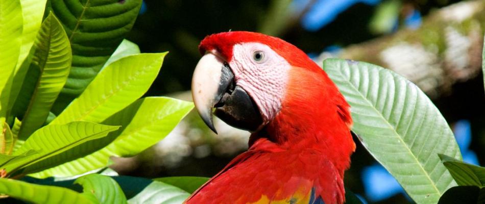 Scarlet macaw (Ara macao). Photo credit Tania Urquiza-Haas, observed at Montes Azules Biosphere Reserve. Licensed under CC BY-NC 4.0