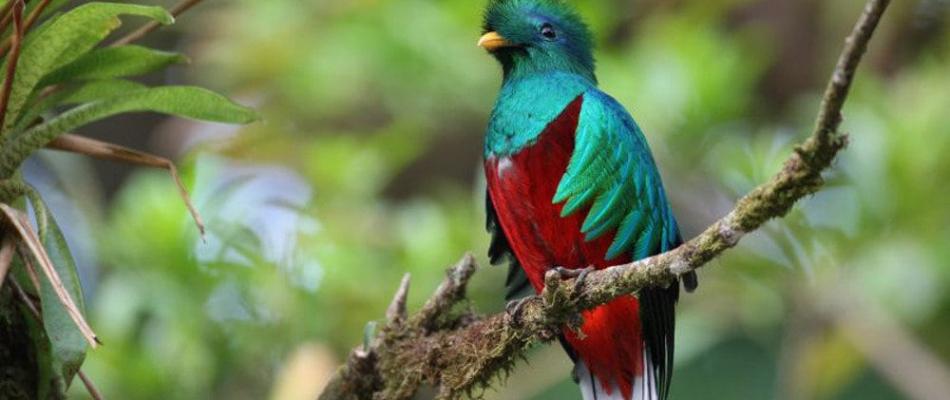 Quetzal
