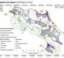 Registro de Jaguar (Panthera onca) en Costa Rica