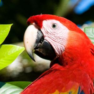 Scarlet macaw (Ara macao). Photo credit Tania Urquiza-Haas, observed at Montes Azules Biosphere Reserve. Licensed under CC BY-NC 4.0