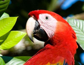 Scarlet macaw (Ara macao). Photo credit Tania Urquiza-Haas, observed at Montes Azules Biosphere Reserve. Licensed under CC BY-NC 4.0